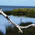 Heron in the Marsh framed by a dead tree branch