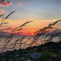 Sunset over the water and rocks with sea grass blowing in the wind