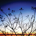 Sunset thru the trees on the Sound, Outer Banks North Carolina